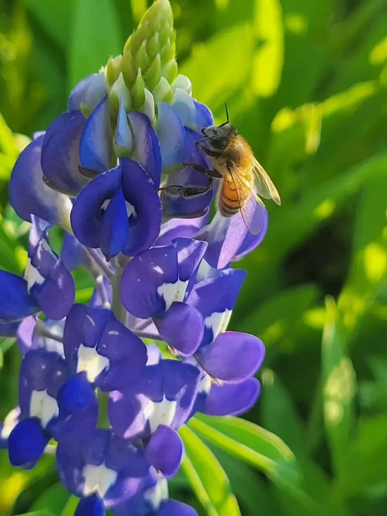 Hi fellow Bee Lovers, 