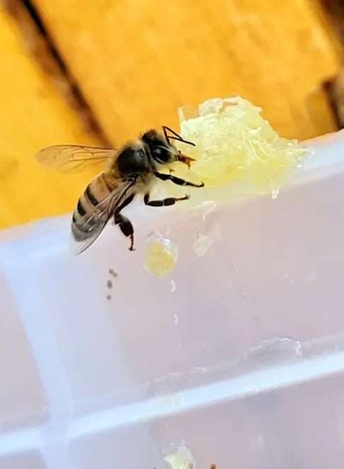 Lake Grandbury Honey _ About us