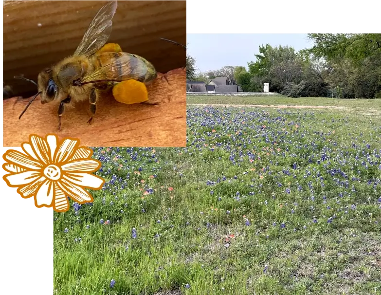 Lake Grandbury Honey Plight