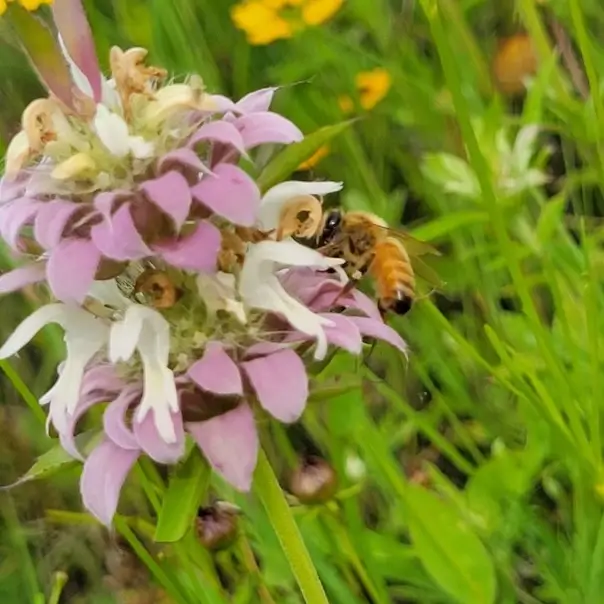 Lake Grandbury Honey Honeybee flower