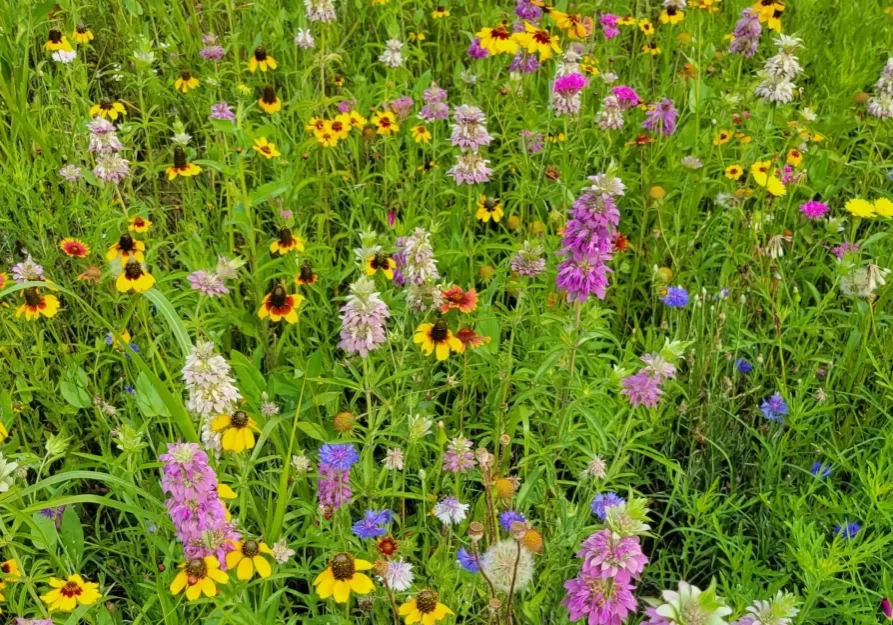 Lake Grandbury Hone Wild Flowers