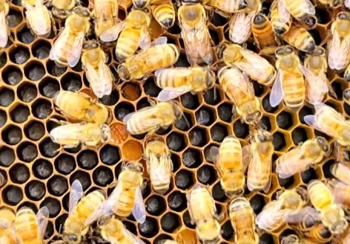 Lake Grandbury Honey _ Teaching and Training