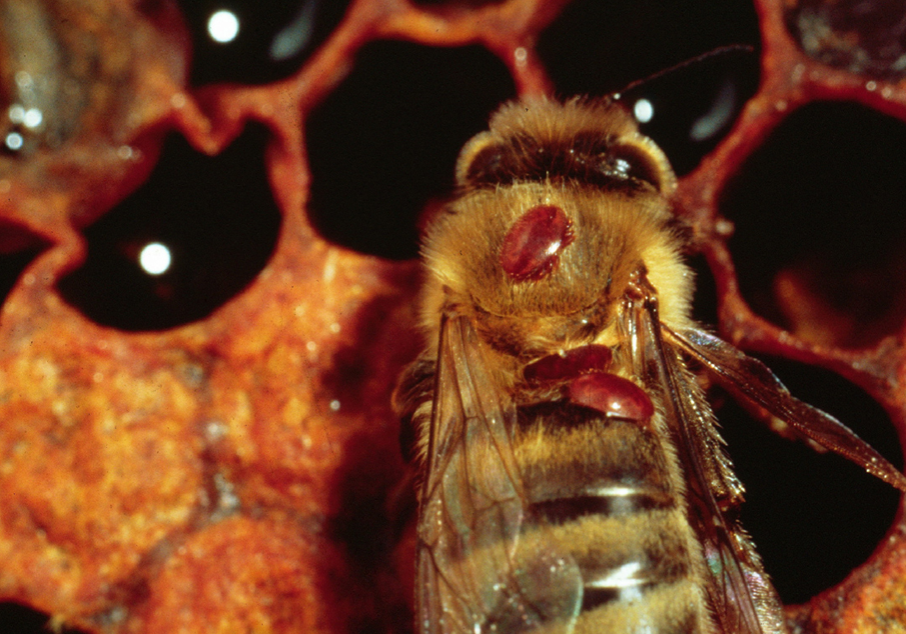 mite credit to Bee Culture Magazine